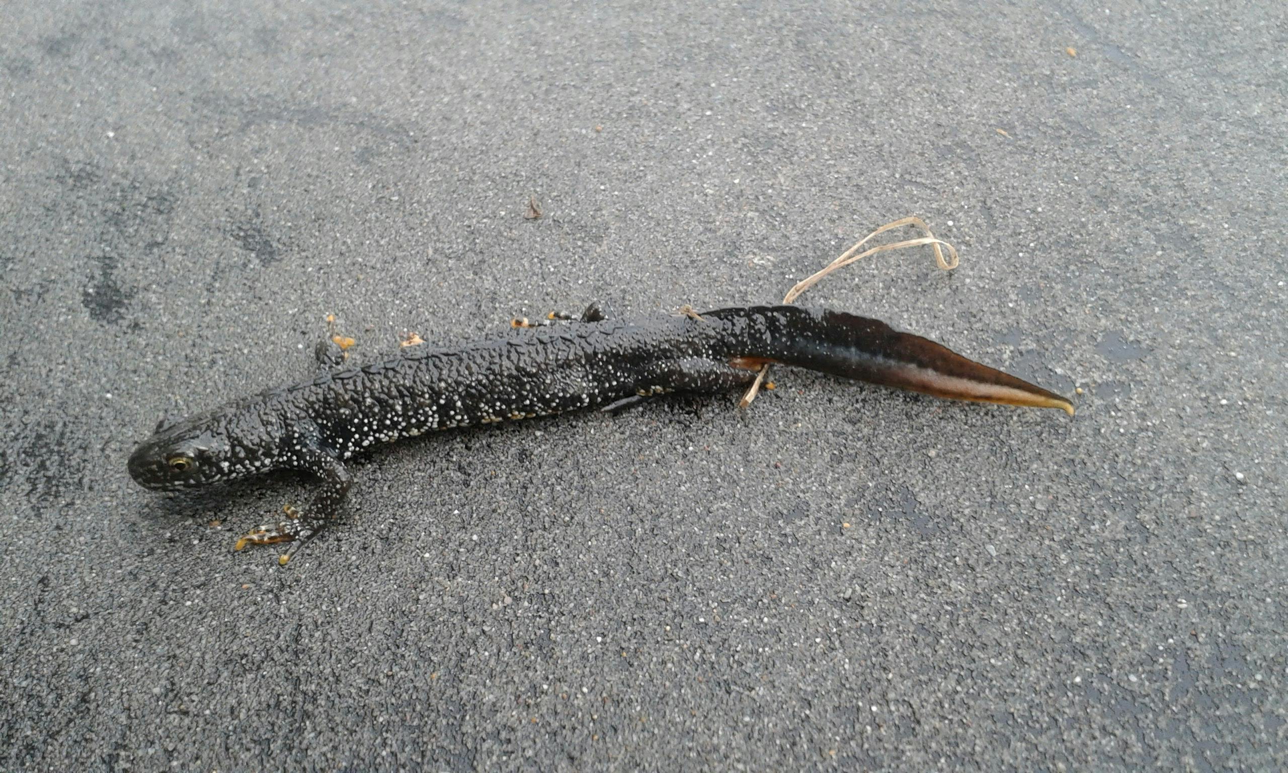 A male Great Crested Newt